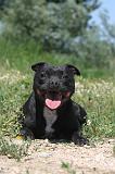STAFFIE 028